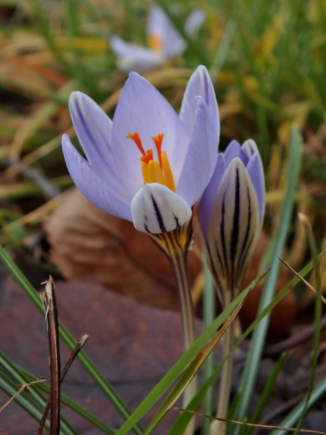 Cammino naturalistico “TRA FEDE E NATURA”